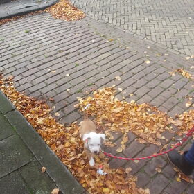 hummer voor de eerste keer mee uit