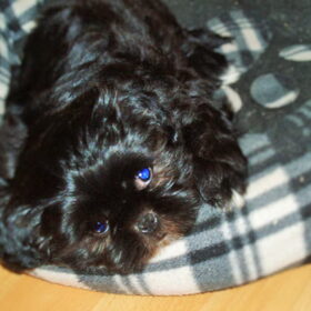 Hoi, ik ben Beertje. Ik ben een zwart Shihtzu reutje van 8 weken…
