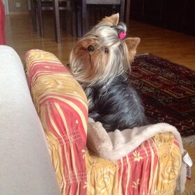 Hond niet op sofa ? Mijn sofa !