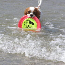 strand monster. Steeds maar weer die frisbee halen.