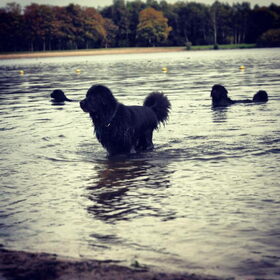 Hondenfoto van Anouk & Balou<3