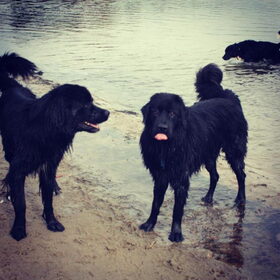 Hondenfoto van Anouk & Balou<3