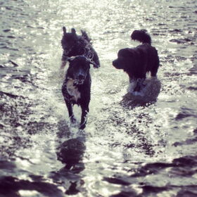 Hondenfoto van Anouk & Balou<3