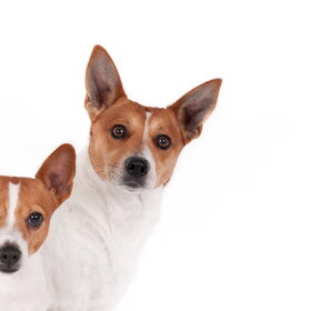 jazzy en poppy casting foto