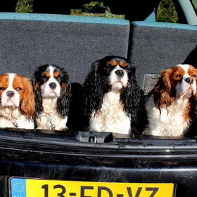 'k Heb m'n wagen volgeladen, vol met lieve cavaliertjes! Met…