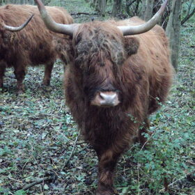 Magnificent beast