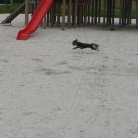 Flying dog ... jippie ...