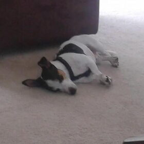 Hondenfoto van Liesbeth... Jack - Max † - Blixem