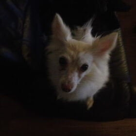 Misty mijn zielige meisje :)
