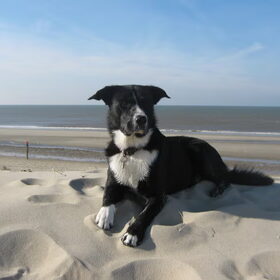 Hondenfoto van -Iris & Tommy-