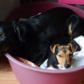 Heerlijk samen in de "grote" mand!