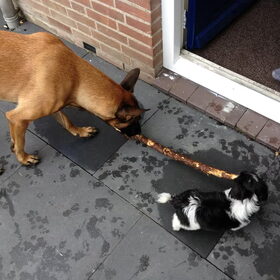 Wie zou het winnen denk je?