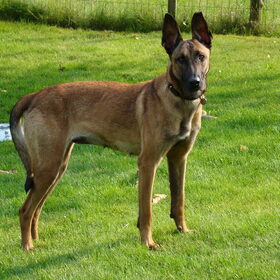 Hondenfoto van Amy