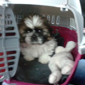 Roxy op weg naar haar nieuwe huisje ;)