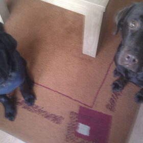 Layka & Diesel