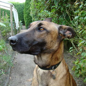 Hondenfoto van Amy