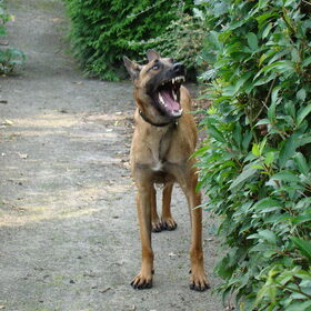 Hondenfoto van Amy