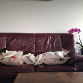 Hondenfoto van Sanne & Denise, Fanny, Vita