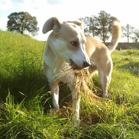 Nova met een kluit gras