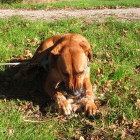 Hondenfoto van Anne-Wil (baasje van Juno)