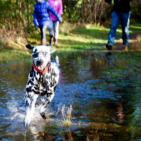 Dalmatiër wandeling 10 november 2013
