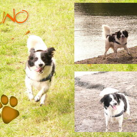 Bewerking Bruno