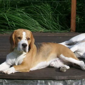 In de tuin
