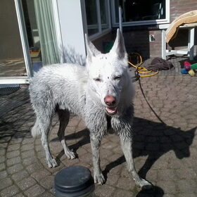 Mike voor het schoonspoelen met de tuinslang