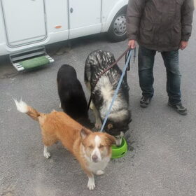 Hondenfoto van Tamara 