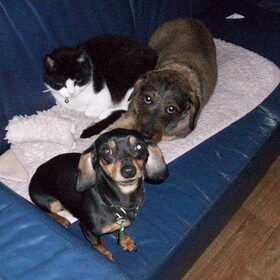 Drie van mijn scheten.