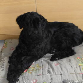 Dit is Sari onze BRT(black russian terriër) deze is nog niet zo…