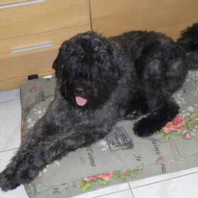 dit is Donna onze bouvier van net 1 jaar oud