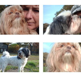 Hondenfoto van liesbeth,Turbo,Luna, Levi en Faith