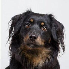 Hondenfoto van Sammie