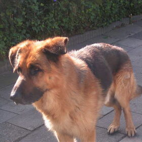 Hondenfoto van CINDY AARTS