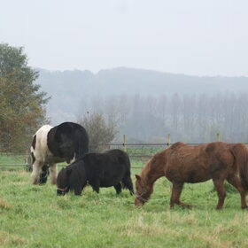 Hondenfoto van Tamara,Kallista & Marcel, Hercule †, Yordi †