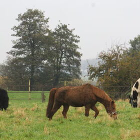 Hondenfoto van Tamara,Kallista & Marcel, Hercule †, Yordi †