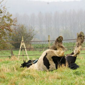 Hondenfoto van Tamara,Kallista & Marcel, Hercule †, Yordi †