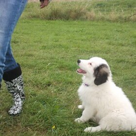 Hondenfoto van Fons & Isha