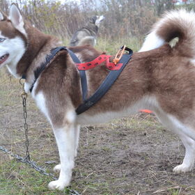 Hondenfoto van Remco, laika en shadow