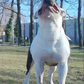 diesel nu ..van amper 30 kilo een jaar geleden naar nu 50 kilo…
