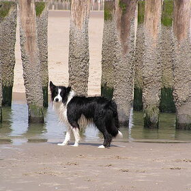 Hondenfoto van Bugs      **Taz**