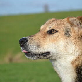 Hondenfoto van Tamara - Abby, Anna, Jamie, Aylin & Suki