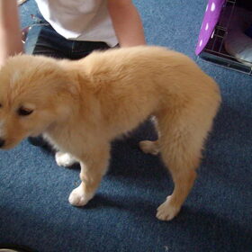 Silan als pup