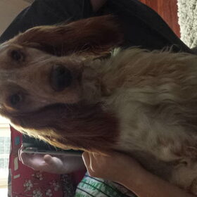 Hondenfoto van Crissy, Joey en Kiwi
