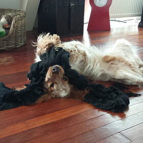 Hondenfoto van Crissy, Joey en Kiwi