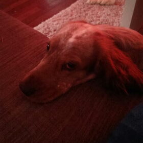 Hondenfoto van Crissy, Joey en Kiwi