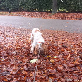 Hondenfoto van Crissy, Joey en Kiwi