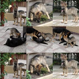 spelen in de tuin de labrador en tax van een jaar en gaya van…