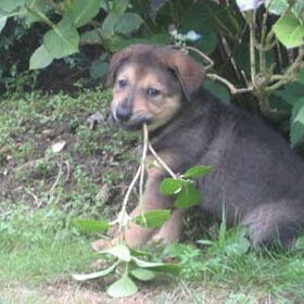 Doran, met 6 weken al gek op de tuin....